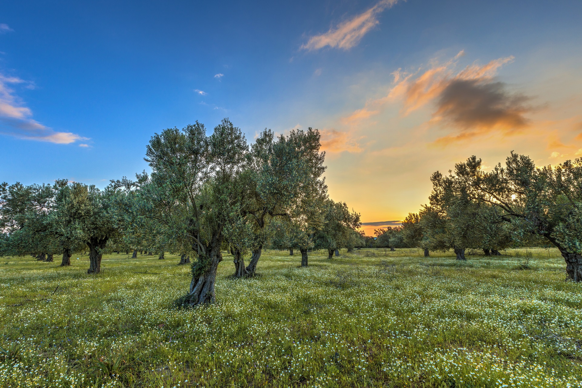 Olive Grove Tour